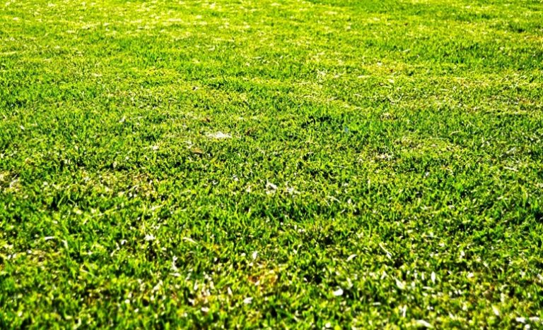 Lawn-Cutting Do's and Don'ts to Avoid Grass Damage
