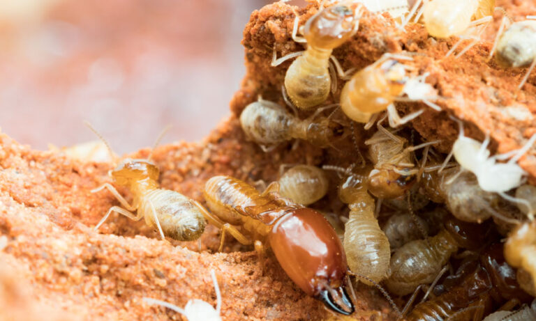 Prevent Termites